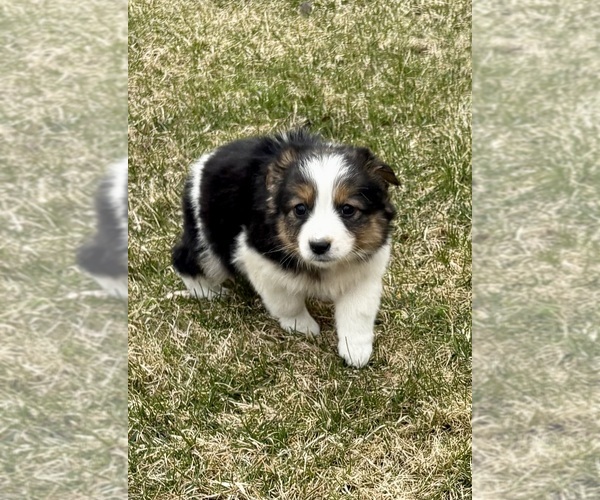 Medium Photo #8 Miniature Australian Shepherd Puppy For Sale in FAIR HAVEN, MI, USA