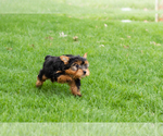 Small #3 Yorkshire Terrier