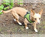 Small Photo #2 Chiweenie Puppy For Sale in Olalla, WA, USA