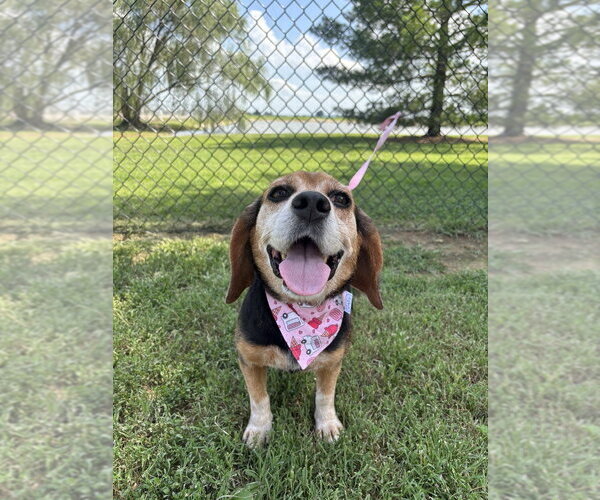 Medium Photo #3 Beagle Puppy For Sale in Evansville, IN, USA
