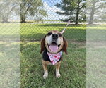 Small #2 Beagle