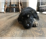Small Photo #2 German Shepherd Dog Puppy For Sale in ASHLAND, MO, USA