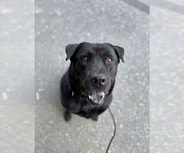 Medium Photo #31 Labrador Retriever-Unknown Mix Puppy For Sale in Brewster, NY, USA