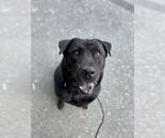 Small Photo #31 Labrador Retriever-Unknown Mix Puppy For Sale in Brewster, NY, USA