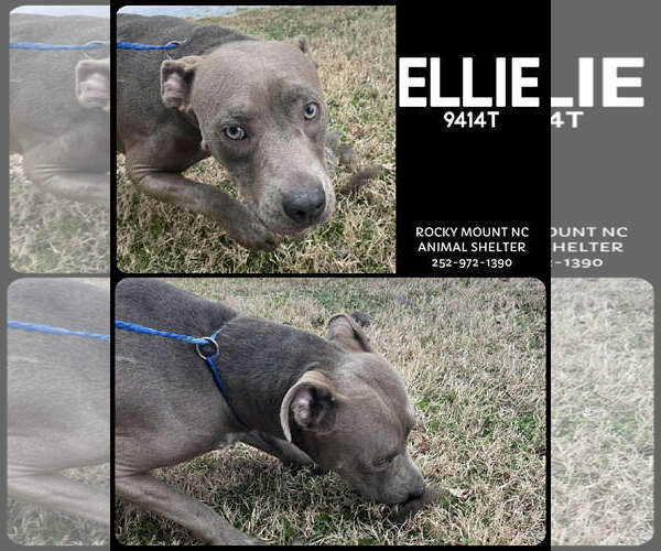 Medium Photo #2 American Pit Bull Terrier-Unknown Mix Puppy For Sale in Holly Springs, NC, USA