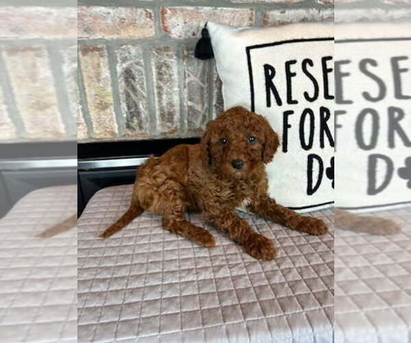 Medium Photo #1 Goldendoodle (Miniature) Puppy For Sale in GREENFIELD, IN, USA