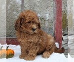 Small Photo #6 Goldendoodle-Poodle (Miniature) Mix Puppy For Sale in GAP, PA, USA