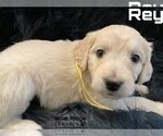 Small Photo #30 Goldendoodle Puppy For Sale in COLONIAL HEIGHTS, TN, USA