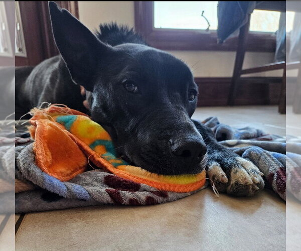 Medium Photo #17 Australian Kelpie-Unknown Mix Puppy For Sale in Rockaway, NJ, USA