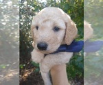 Small Photo #22 Goldendoodle Puppy For Sale in ZEBULON, NC, USA