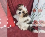 Small #3 Shorkie Tzu