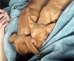 Small Photo #2 Dachshund Puppy For Sale in EASTVALE, CA, USA