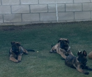 Malinois Puppy for sale in BAKERSFIELD, CA, USA