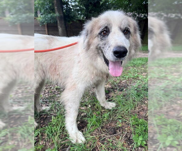 Medium Photo #3 Great Pyrenees Puppy For Sale in Spring, TX, USA