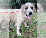 Small #2 Great Pyrenees