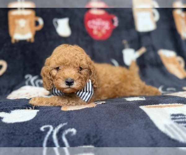 Medium Photo #6 Cavapoo (Miniature) Puppy For Sale in LAKELAND, FL, USA
