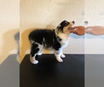 Small Photo #3 Australian Shepherd Puppy For Sale in PHOENIX, AZ, USA