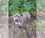 Small #1 American Pit Bull Terrier Mix