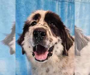 English Shepherd-Great Pyrenees Mix Dogs for adoption in New York, NY, USA