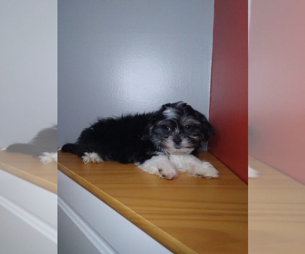 Medium Photo #2 Shih Tzu Puppy For Sale in INDIANAPOLIS, IN, USA