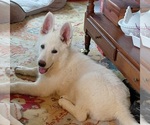 Small German Shepherd Dog