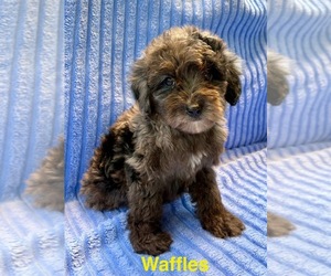 Goldendoodle (Miniature) Puppy for sale in FAIR HAVEN, MI, USA