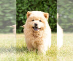 Small #29 Chow Chow