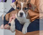 Small #3 American Staffordshire Terrier-Boxer Mix