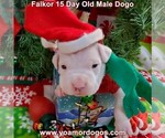 Small Photo #32 Dogo Argentino Puppy For Sale in JANE, MO, USA