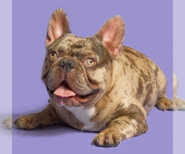 Medium Photo #2 French Bulldog Puppy For Sale in KEARNY, NJ, USA