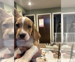 Small Photo #8 Beabull-Beagle Mix Puppy For Sale in HILLSBOROUGH, NJ, USA