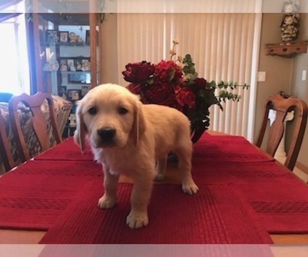 Medium Photo #4 Golden Retriever Puppy For Sale in WEBSTER CITY, IA, USA