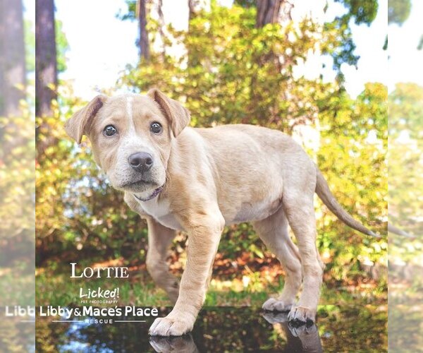 Medium Photo #7 Labrador Retriever-Unknown Mix Puppy For Sale in Mount Pleasant, SC, USA