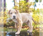 Small #6 Labrador Retriever Mix