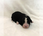Puppy 6 Bernedoodle-Poodle (Miniature) Mix