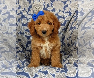 Goldendoodle-Poodle (Miniature) Mix Puppy for sale in KIRKWOOD, PA, USA