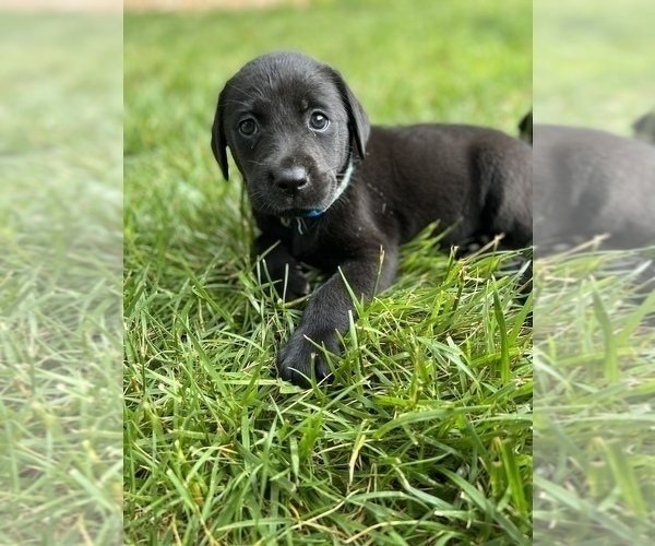 Medium Photo #20 Labrador Retriever Puppy For Sale in GLADSTONE, VA, USA