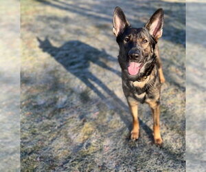German Shepherd Dog Dogs for adoption in Dedham, MA, USA