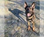 Small German Shepherd Dog