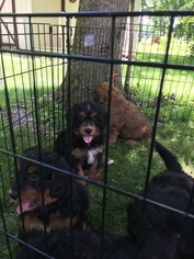 Miniature Bernedoodle Puppy for sale in ARCHBOLD, OH, USA