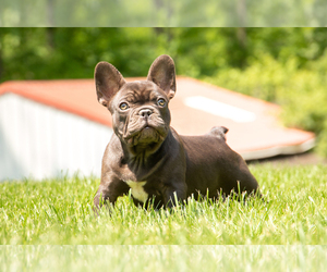 French Bulldog Puppy for sale in NEW PARIS, OH, USA