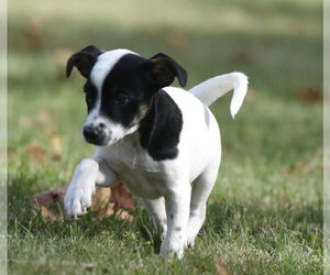 Ildredir - Male Jackshund Dog for Adoption - Photo #3