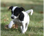 Small Photo #3 Jackshund Puppy For Sale in Mechanicsburg, PA, USA