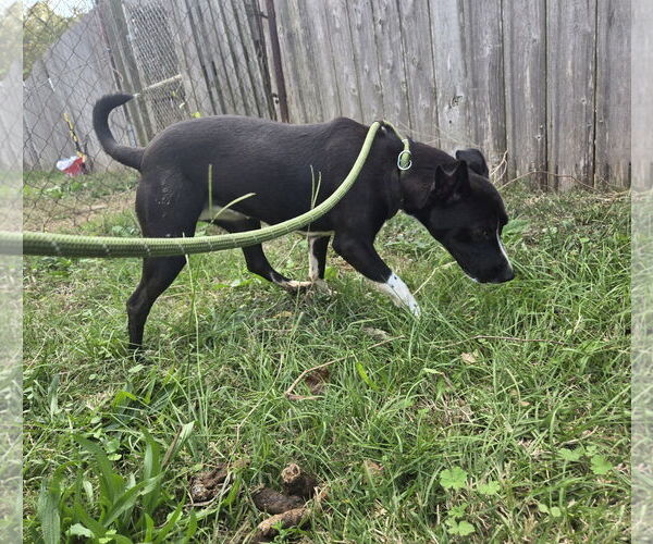 Medium Photo #1 Mutt Puppy For Sale in Jackson, MS, USA