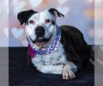 Small #4 American Pit Bull Terrier Mix