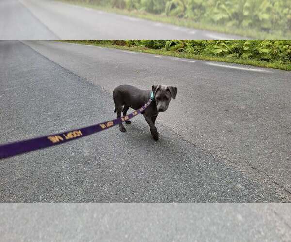 Medium Photo #21 American Pit Bull Terrier-Unknown Mix Puppy For Sale in Sebec, ME, USA