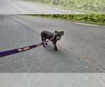 Small #20 American Pit Bull Terrier Mix