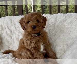 Medium Goldendoodle mix (+ Poodle Miniature)