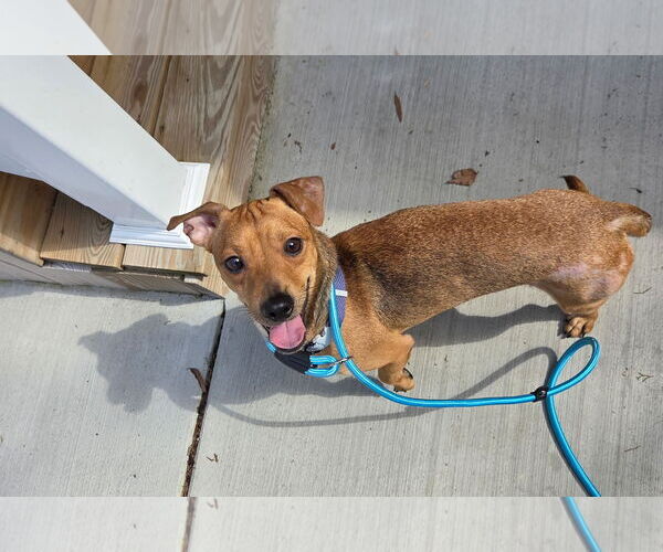 Medium Photo #2 Chiweenie Puppy For Sale in Virginia Beach, VA, USA