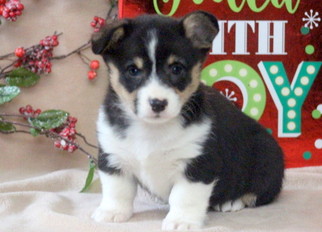 Pembroke Welsh Corgi Puppy for sale in MOUNT JOY, PA, USA